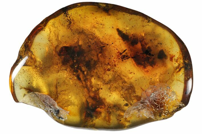 Polished Chiapas Amber ( g) - Mexico #114925